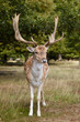 Sika deer