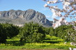 Mandelblüten Berge Wiese Orangen und Blömcher
