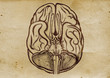 Brain Illustration (from late 1800)
