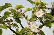 blühender Apfelbaum