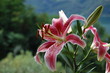 wild lily