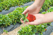 Picking strawberries at the berry farm