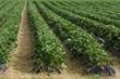 Strawberry plantation