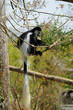 singe colobe perché singe colobe perché