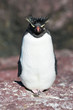 rockhopper penguin rockhopper penguin