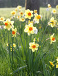 Yellow and white daffodils Yellow and white daffodils