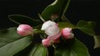 Photo en ligne au meilleur prix apple flowers blooming