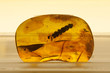 Amber with inclusion