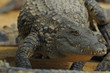 crocodile