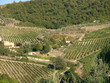 Vineyards and olive fields in Chianti, Tuscany