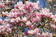 Magnolien