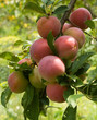 Fruits of Plum Tree