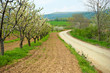 Orchard near a country road