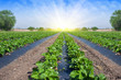 Strawberry field illuminated by the sun..