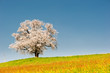 Single blossoming tree in spring