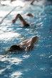Schwimmtraining der Sportler im Hallenbad Schwimmtraining der Sportler im Hallenbad