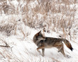 Coyote in the Snow