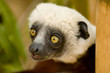 Photo: Coquerel's Sifaka (Propithecus coquereli) Coquerel's Sifaka (Propithecus coquereli)