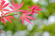 Red leaves