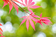Red leaves