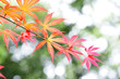 Red leaves