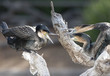 cormorant male and females fighting on tree, guatemala, black bi