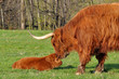 cow with young calf (highland cattle)