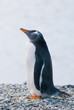 gentoo penguin gentoo penguin