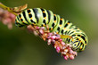 Papilio Machaon