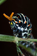 omasterium