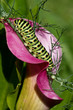 papilio machaon