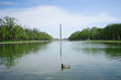Duck in reflecting pool