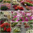 plante et fleurs sous des serres
