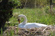 Schwan_brüten