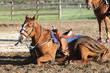 falling barrel horse