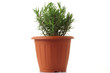 pot with rosemary isolated on white pot with rosemary isolated on white