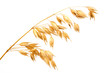 Oats