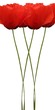 Bouquet de coquelicots
