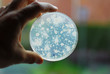 Bacteria growing