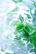 Wasserpflanze Wasserpflanze