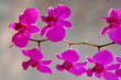 Orchid Orchid