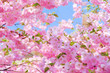 Kirschblüte rosa - cherry blossom 17