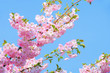 Kirschblüte rosa - cherry blossom 20
