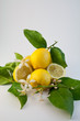 Lemon 4