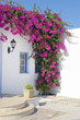 Blooming bougainvillea, framing the window in Mykonos, Greece