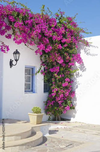 Photo: Blooming bougainvillea, framing the window in Mykonos, Greece Blooming bougainvillea, framing the window in Mykonos, Greece
