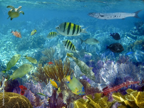 Caribbean Reef Tropical Fishes Underwater