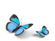Butterfly - 3d render illustration on white background. Butterfly - 3d render illustration on white background.