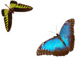 Two exotic butterflies on white background