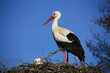Cigogne Alsacienne Cigogne Alsacienne